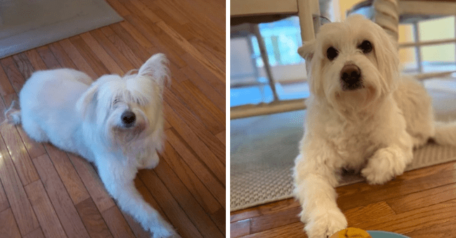 Power Of Love: Before And After Adoption Glowups - I Can Has Cheezburger?