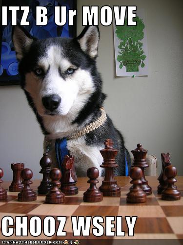 I Has A Hotdog - chess - Funny Dog Pictures | Dog Memes | Puppy