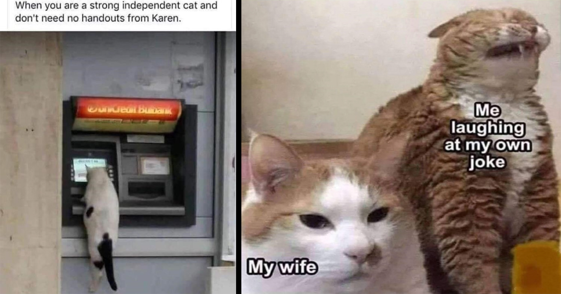 cat memes