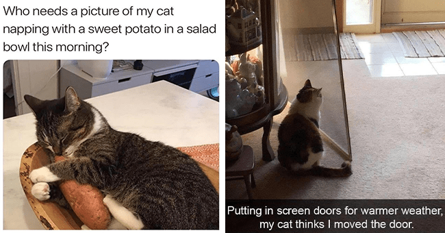 Caturday Shenanigans Galore: Fresh Hissterical Cat Memes - I Can Has ...