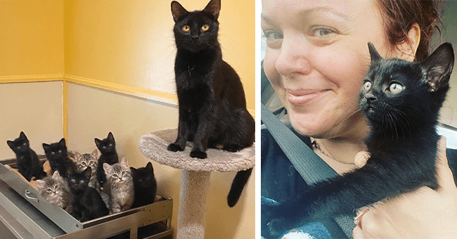 After Adopting A Kitten, Woman Returns To Shelter For Cat Mom Who Has ...