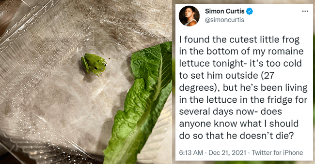 Man who found tiny baby frog in his salad box is giving him baths