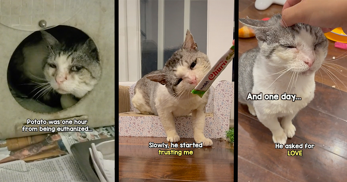 Feral Cat Only an Hour Away From Being Euthanized for Aggression Is Rescued and Completely