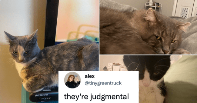 Floofers Guilty Of Contempt Of Cat: Cute Twitter Thread - I Can Has ...