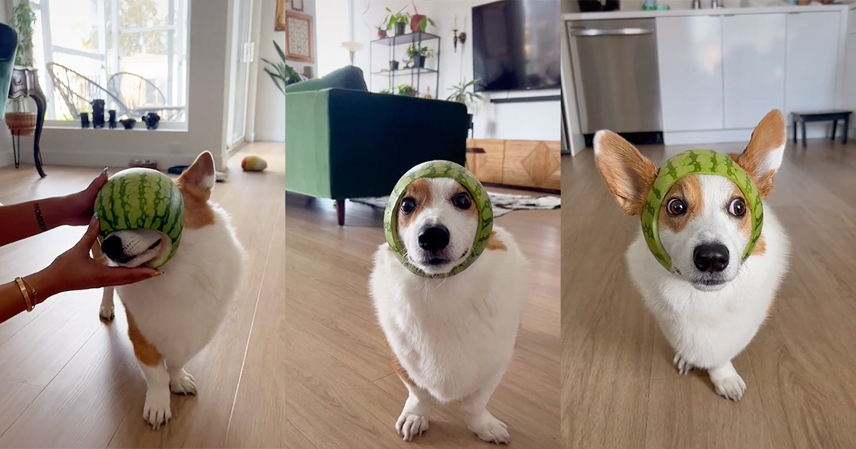 ‘What happens when you have a corgi, a watermelon, & a DIY bestie’: Dog