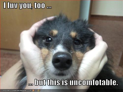 I Has A Hotdog - sheltie - Page 5 - Funny Dog Pictures | Dog Memes ...