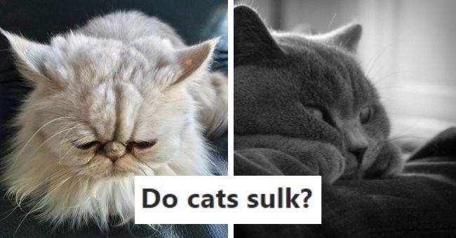 Can you show us your cat's angry face? - Quora