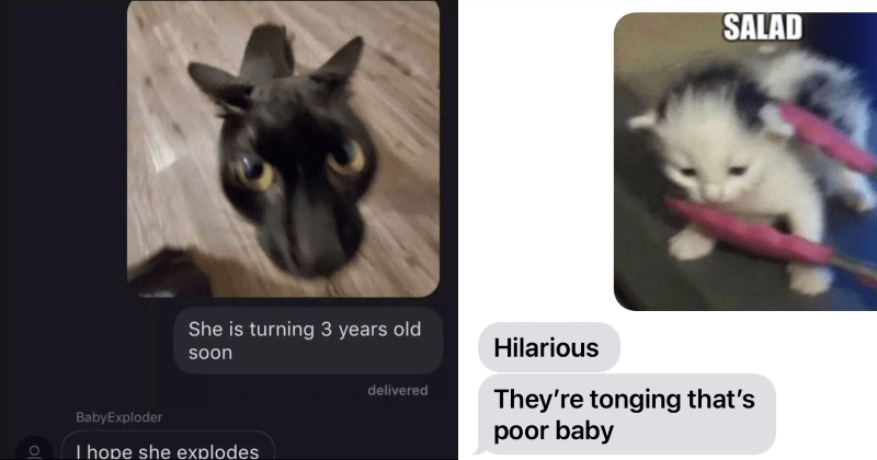 15+ Entertaining And Wholesome Animal Meme Text Reactions - Memebase - Funny  Memes