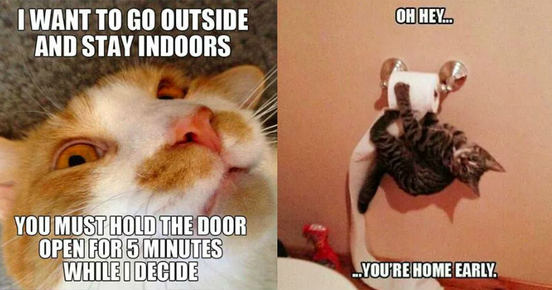 33 Funny Cat Memes That Never Fail To Make Us Lol I Can Has Cheezburger