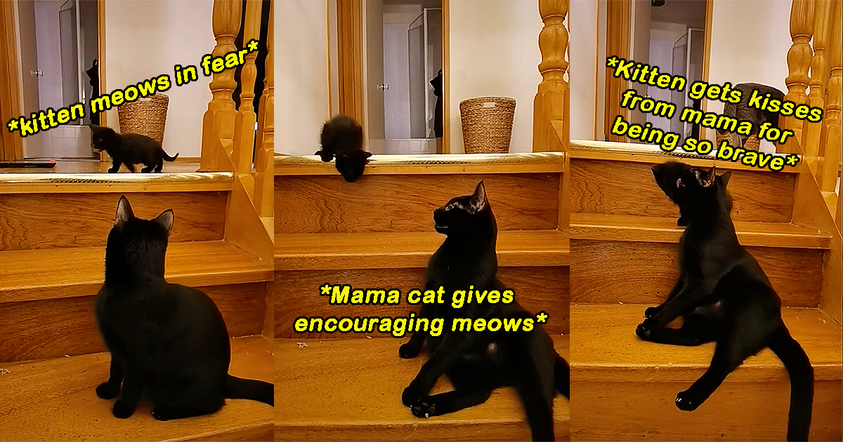 'Listen to the chitchat!' Mama cat explains to her kitten how to use