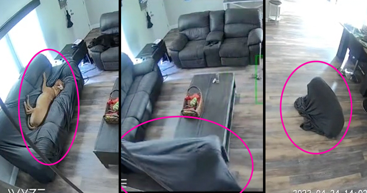 Cutest Dog Just Hilariously Accepts His Fate After Getting Stuck in the