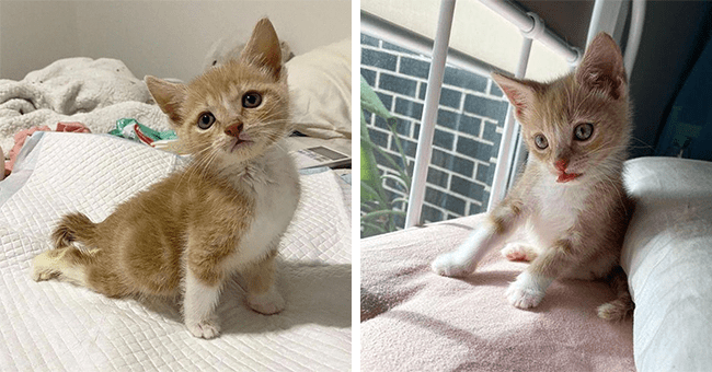 Kitten With Paralyzed Hind Legs Determinably Fights To Start Walking ...