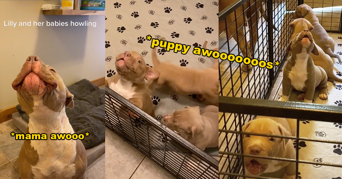 Tiny Potato Puppies Adorably Start Howling Along with Dog Mama As She