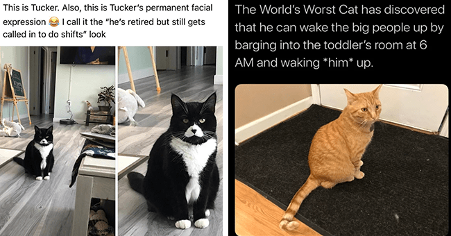 Caturday Meme Hullaballoo: Most Hissterical Cat Memes Of The Week - I ...