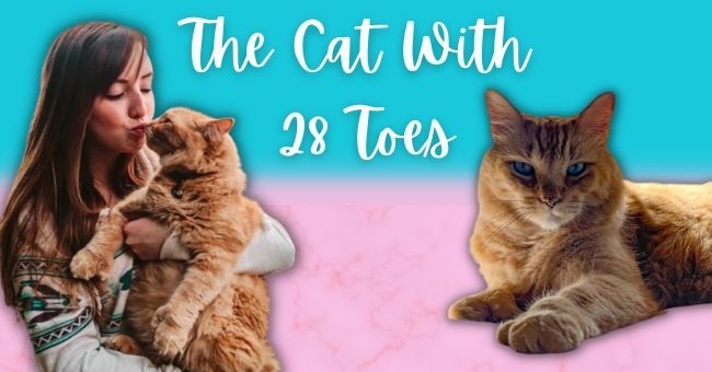 Meet The Cat With 28 Toes: Thumbz - I Can Has Cheezburger?