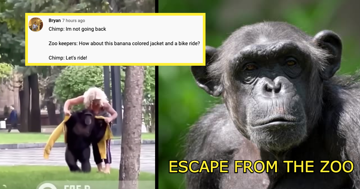 Chichi the Runaway Chimp is Returned to a Ukrainian Zoo Wearing a Rain Jacket and Riding a