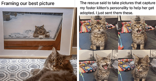 Caturday Memes Bringing On The Daydreams: Fresh Cat Memes - I Can Has ...