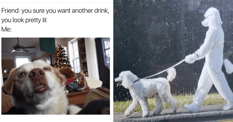 Dog Memes and Things For An Emotionally Supportive Scroll - Memebase -  Funny Memes