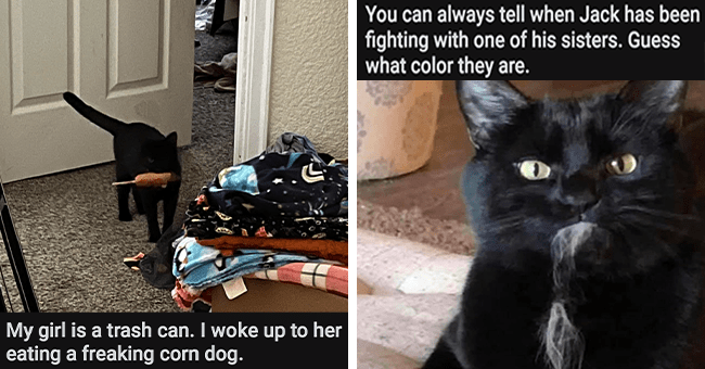 Welcome To Caturday: Fresh And Purrfect Cat Memes Bringing On The ...