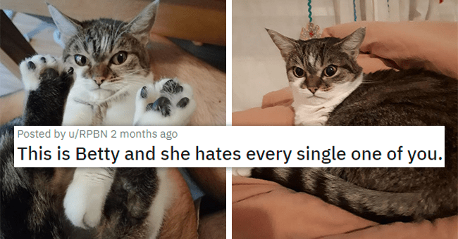 Meet Betty, The Perpetually Grumpy Viral Cat Who Has Taken Over The ...