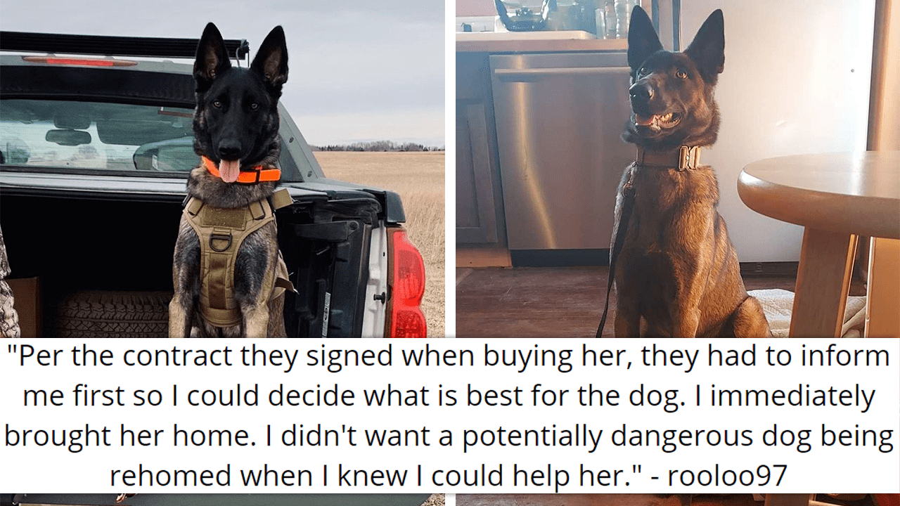 Couple Gives Up On A Misunderstood Dog With 'Behavioral Issues', But ...