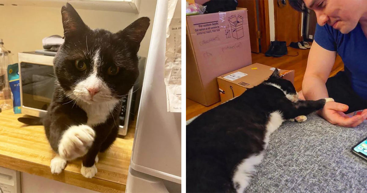 Cat Who Cried In Pain Whenever Touched Gets Rescued, Recovers, And
