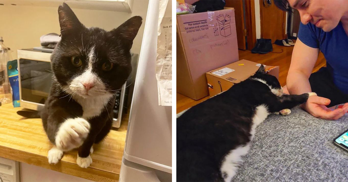 Cat Who Cried In Pain Whenever Touched Gets Rescued, Recovers, And ...