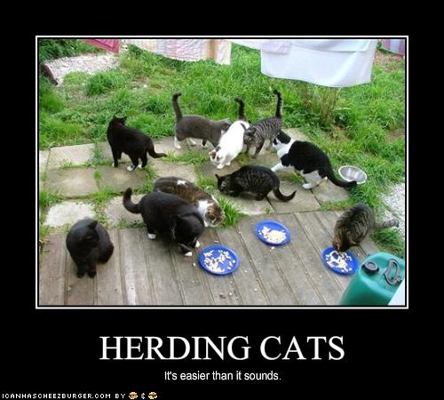 HERDING CATS - Cheezburger - Funny Memes  Funny Pictures