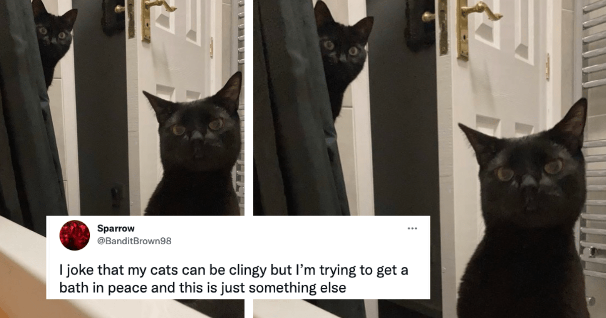 Twitter Users Show Off Their Velcro Cats: Cute, Cuddly, And Clingy - I 