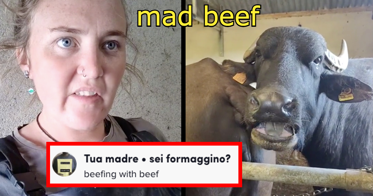 Ireland's Sassiest Buffalo Has Enough Attitude to Crush the Rosalía