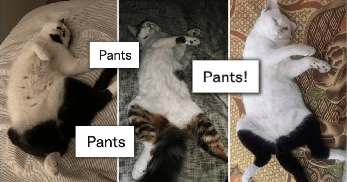 Cat pants for clearance cats