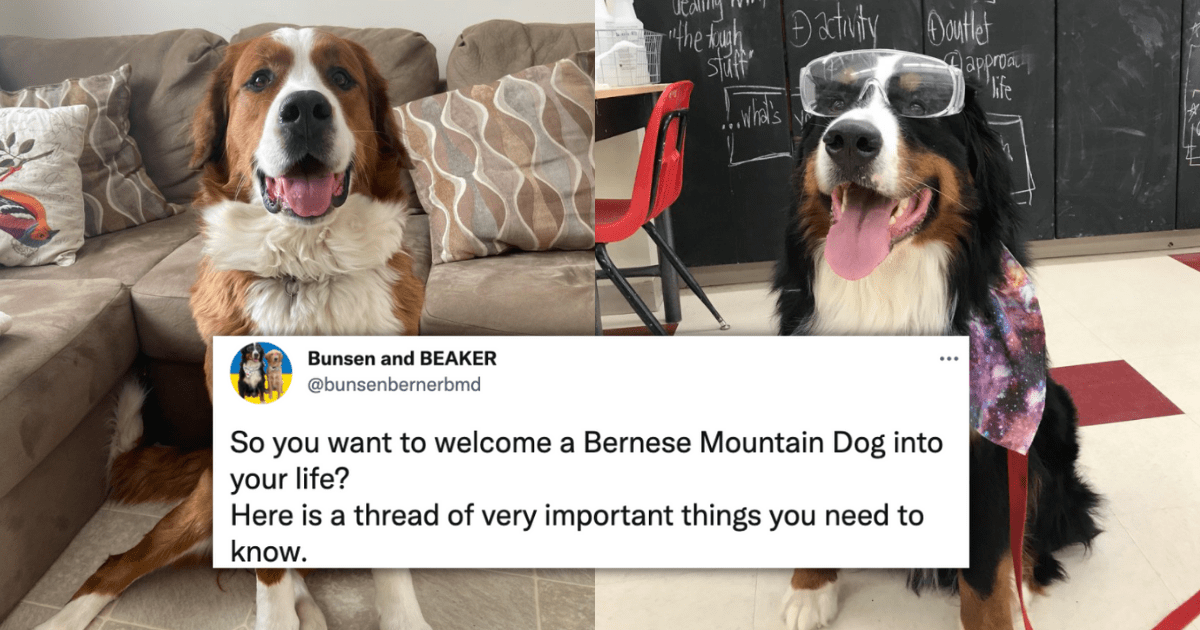 I Can Has Cheezburger? - bernese mountain dog - Funny Animals Online -  Cheezburger
