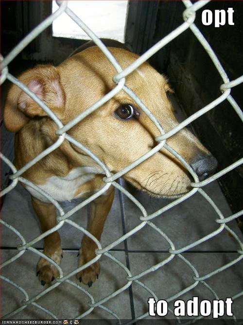 opt to adopt I Has A Hotdog Dog Pictures Funny pictures of dogs