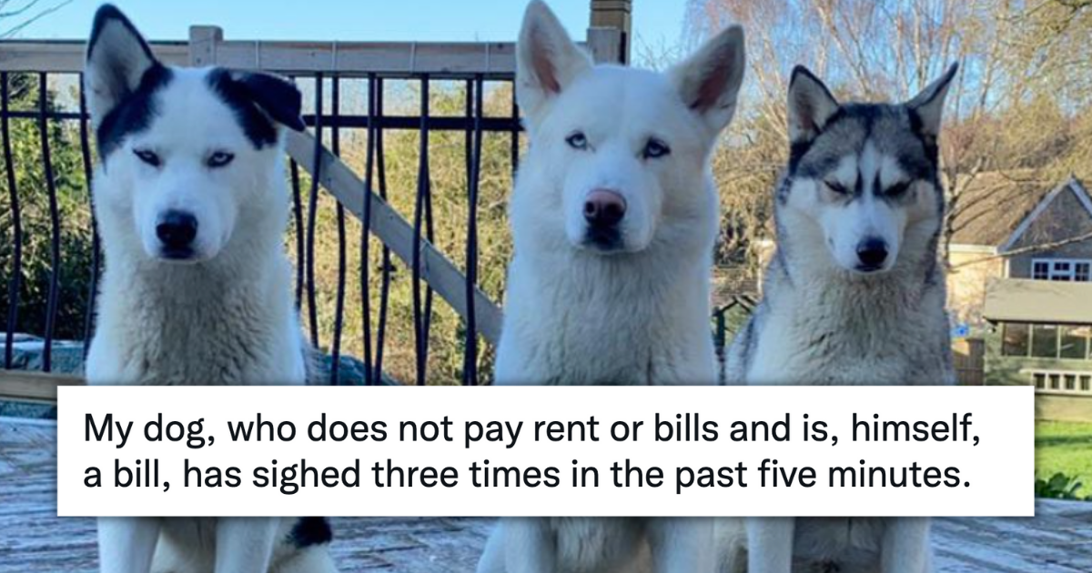 do dogs get paid
