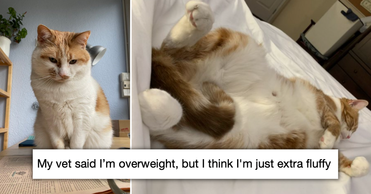 Vet Calls Cat Thicc And Chonky, Body Pawsitive Twitter Cats Say