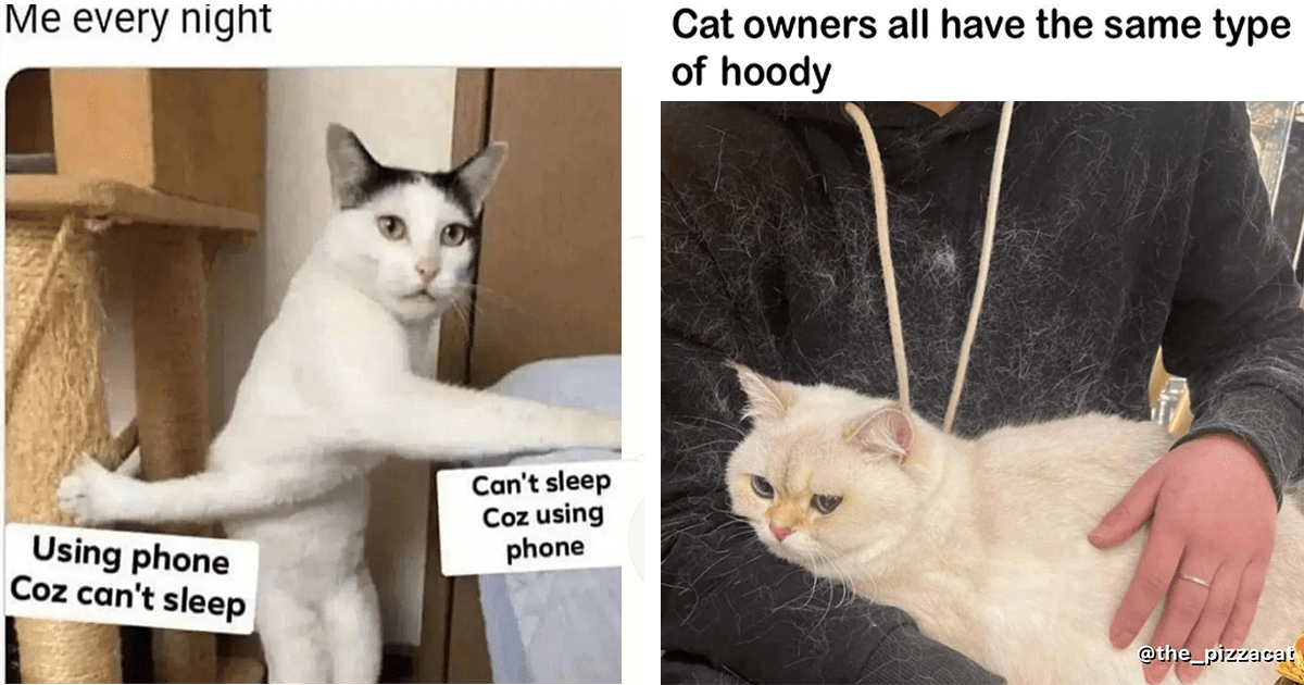 Welcome To The Caturday Party: Hissterical New Cat Memes - I Can Has ...