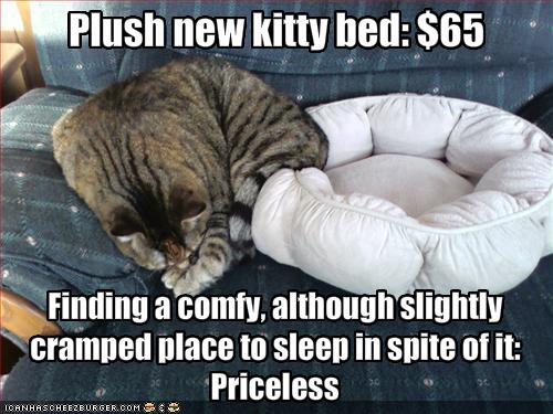 Plush new kitty bed: $65 - Cheezburger - Funny Memes | Funny Pictures