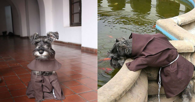 Get Monk Little Dog Meme Vizcarra Background