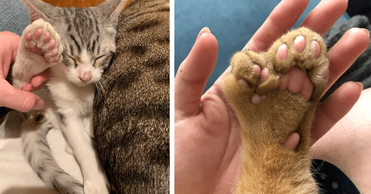 Polydactyl Cats A Collection Of Pawfect Kitties With Extra Toe Beans To Worship I Can Has Cheezburger