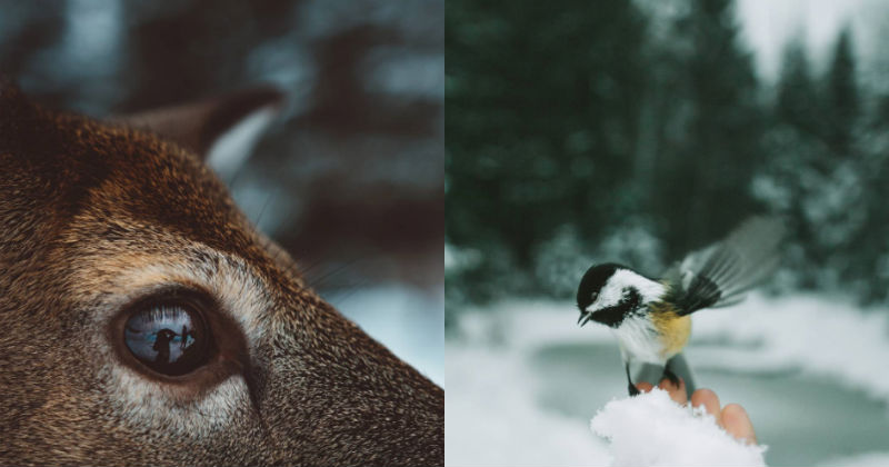 This Photographer Gets up Close and Personal to Wildlife and the ...