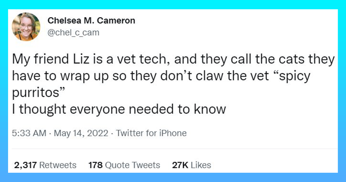Twitter Thread: Stories Of 'Spicy Cats' Losing Their Minds At The Vet