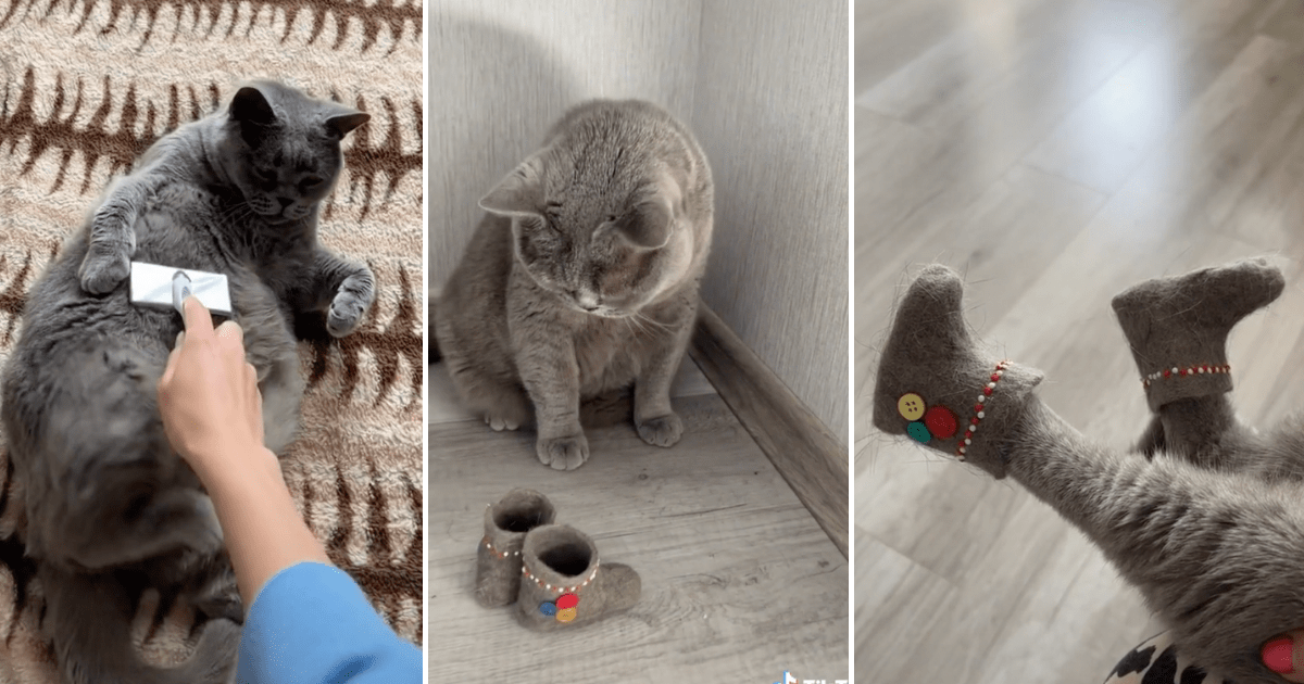 Cat booties on sale