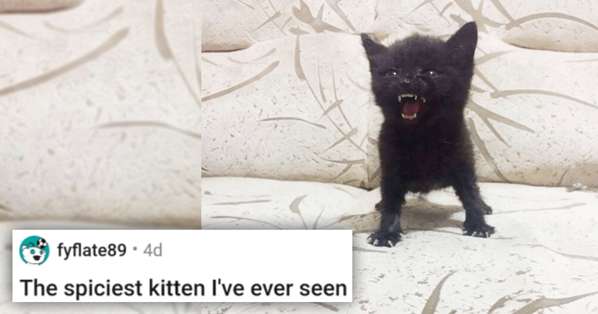 Little black kitten being the best thing ever : r/aww