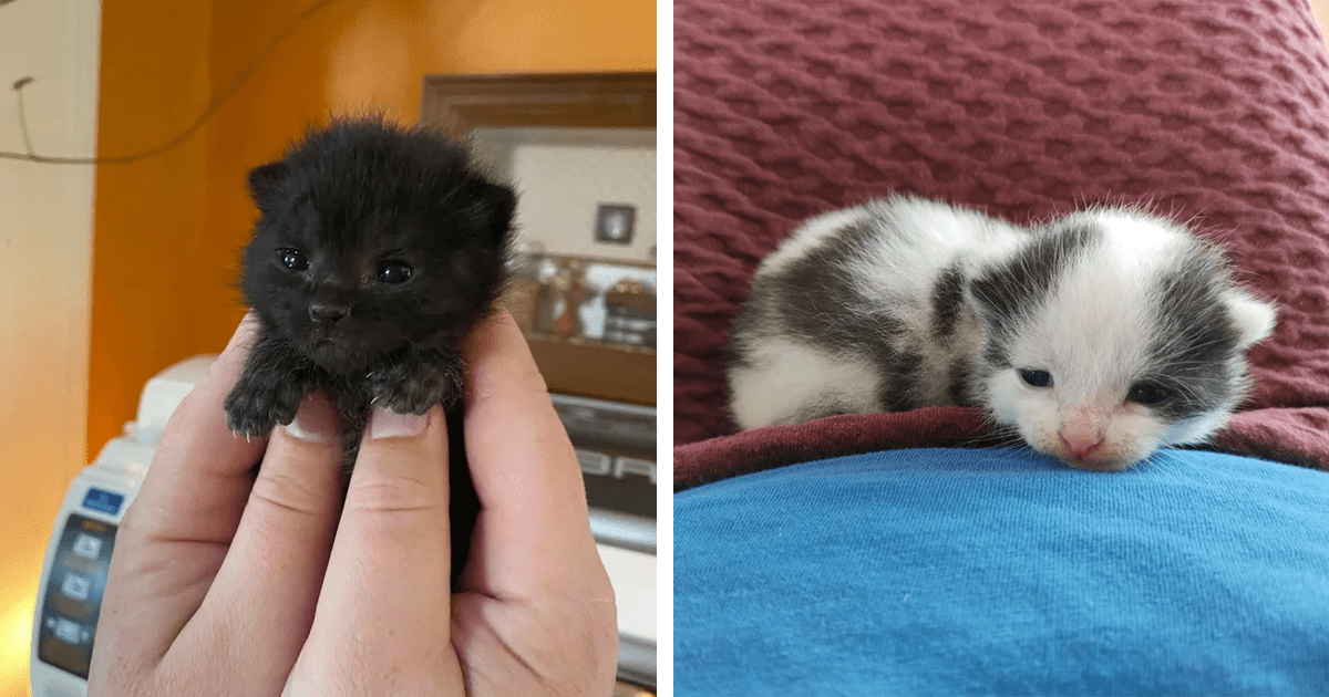 Tiny cute outlet kittens