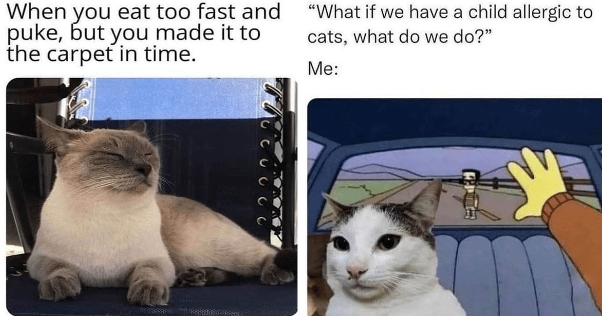 Best Cat Memes 2022