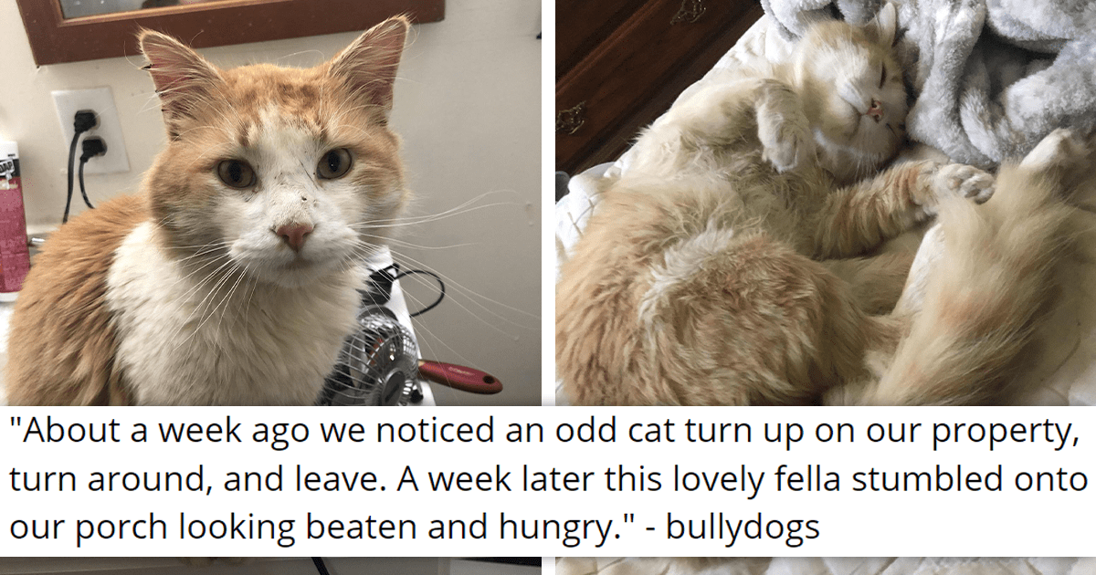 Hungry Cat Decides It's Done With Street Life, Shows Up On Family's ...