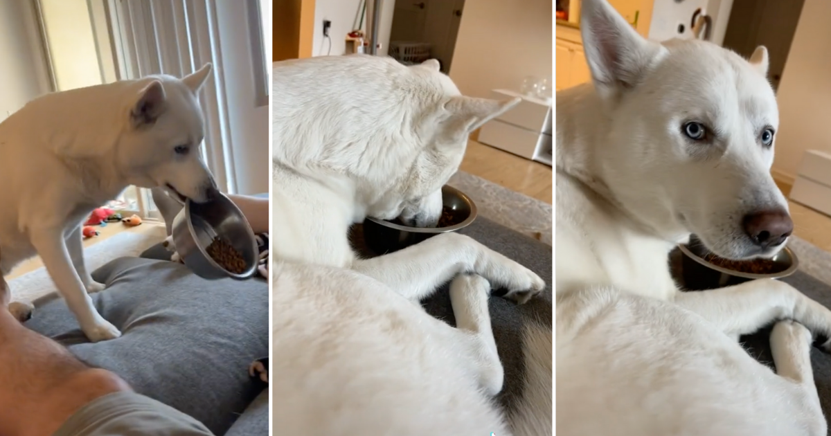 Doggo Takes His Food Up To The Couch And Eats His Dinner With A Movie ...