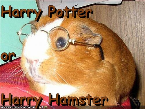 harry hamster
