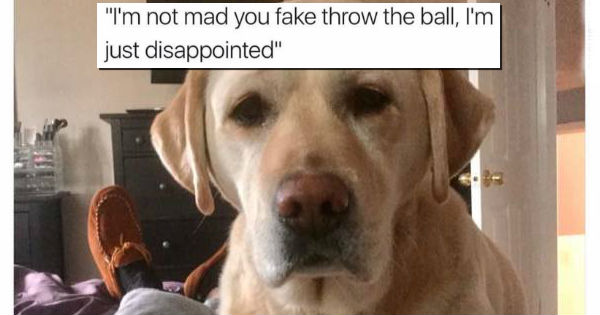 20 Random Animal Memes That Actually Made Us Laugh out Loud - I Can Has ...