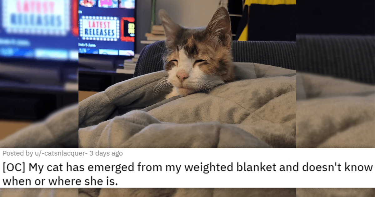 OC] My cat has emerged from my weighted blanket and doesn't know when or  where she is. : r/aww